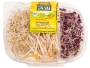 Bild: Jazai Frische Sprossen & Keimlinge